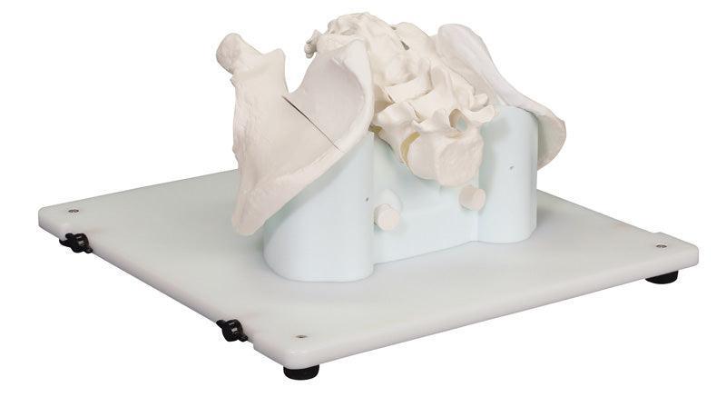 Bonnie Knochenmarkbiopsietrainer, R11051 - Notemed Medizintechnik 