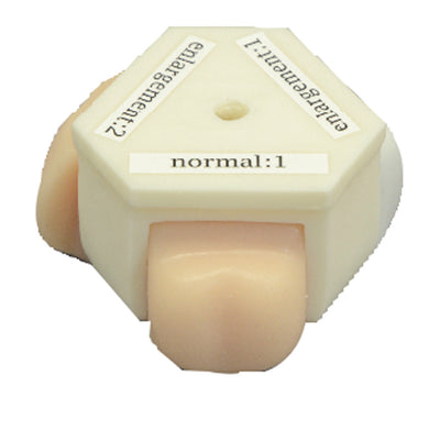 Prostata und rektaler Untersuchungssimulator, R16016 - Notemed Medizintechnik 