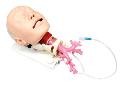 Simulator für schwieriges Atemwegsmanagement für die Fiberbronchosskopie, R16062 - Notemed Medizintechnik 