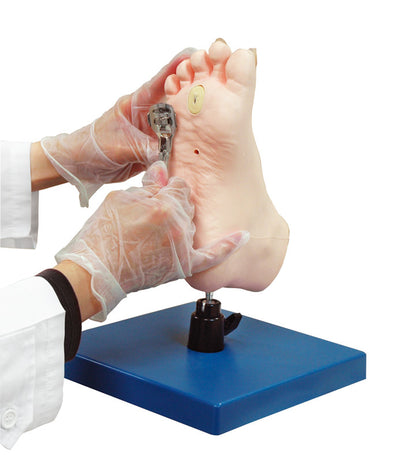 Übungsmodell medizinische Fußpflege, R16080 - Notemed Medizintechnik 