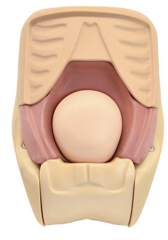 Simulator zur Uterus - Rückbildungsuntersuchung, R16190 - Notemed Medizintechnik 