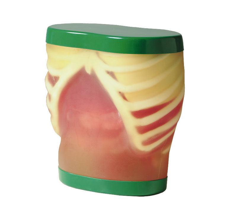 Ultraschall-Übungsmodell Anatomie, R16570 - Notemed Medizintechnik 