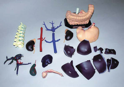 Anatomisches Modell für Ultraschallausbildung, R16580 - Notemed Medizintechnik 