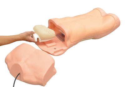 Abdominaler Untersuchungs-Simulator, R16655 - Notemed Medizintechnik 