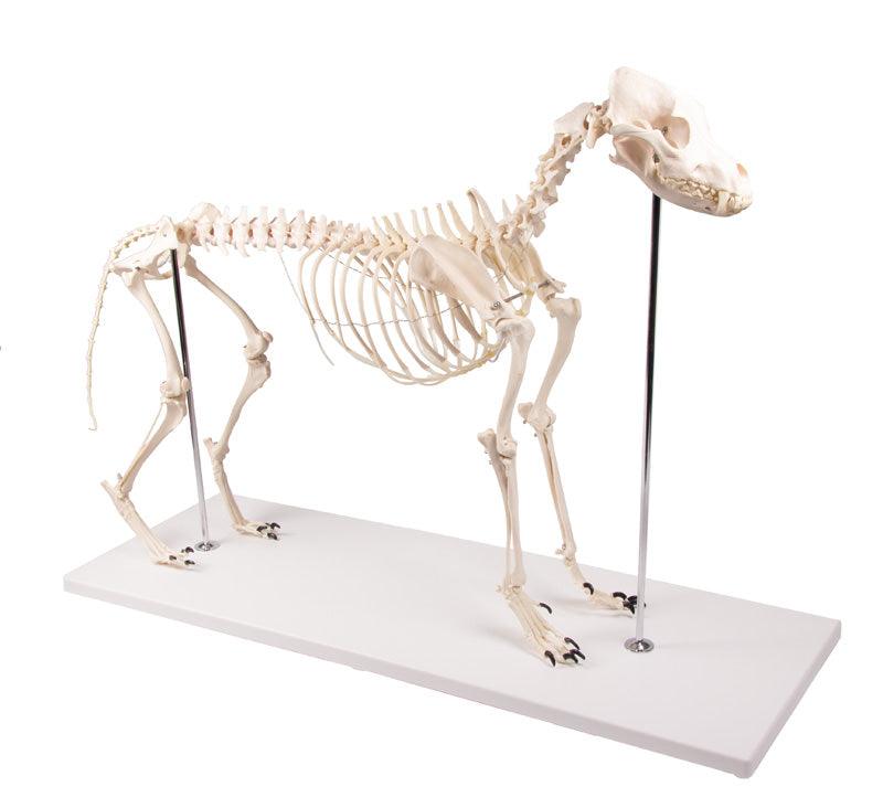 Hundeskelett "Olaf", natürliche Größe, VET1700 - Notemed Medizintechnik 