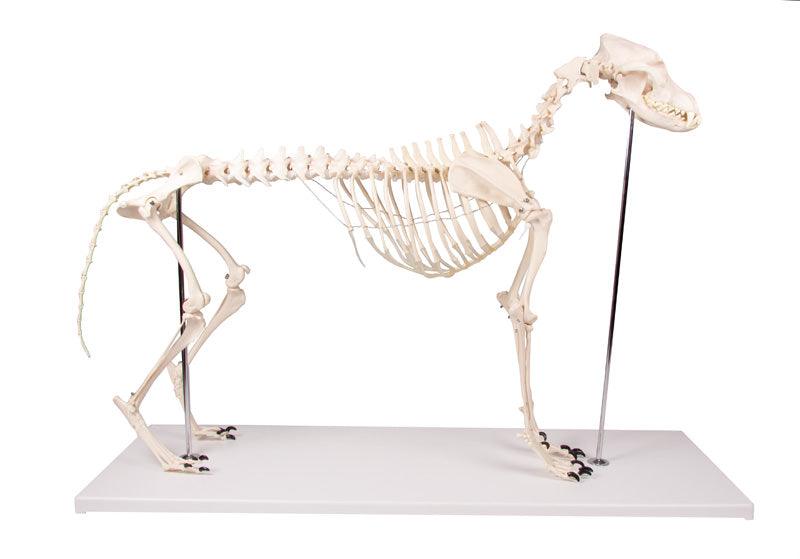 Hundeskelett "Olaf", natürliche Größe, VET1700 - Notemed Medizintechnik 
