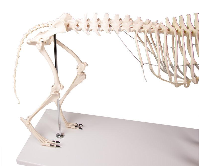 Hundeskelett "Olaf", natürliche Größe, VET1700 - Notemed Medizintechnik 