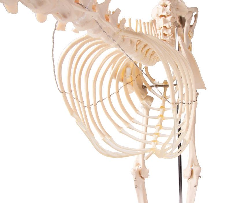 Hundeskelett "Olaf", natürliche Größe, VET1700 - Notemed Medizintechnik 