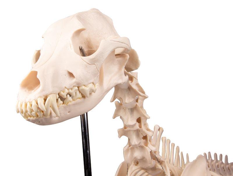 Hundeskelett "Olaf", natürliche Größe, VET1700 - Notemed Medizintechnik 