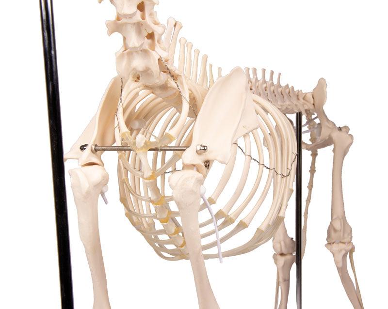 Hundeskelett "Olaf", natürliche Größe, VET1700 - Notemed Medizintechnik 