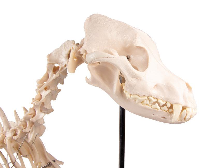 Hundeskelett "Olaf", natürliche Größe, VET1700 - Notemed Medizintechnik 