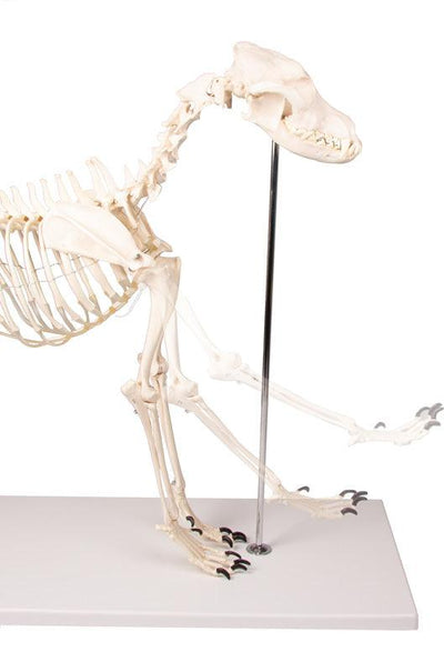 Hundeskelett "Olaf", natürliche Größe, VET1700 - Notemed Medizintechnik 
