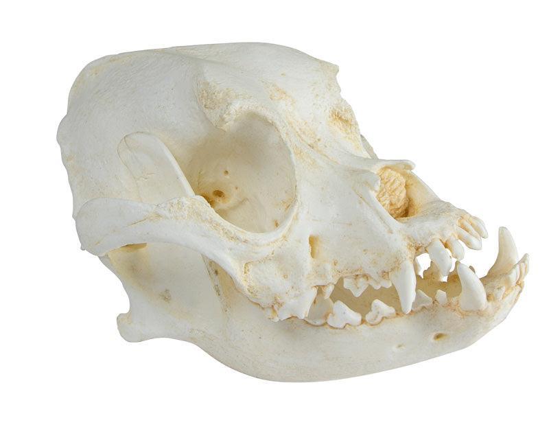 Schädel Haushund, Boxer (Canis familiaris), VET2010 - Notemed Medizintechnik 