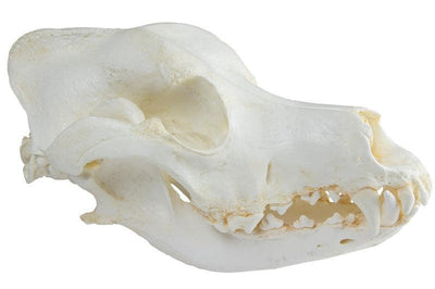 Schädel Haushund, Deutscher Schäferhund (Canis familiaris), VET2015 - Notemed Medizintechnik 