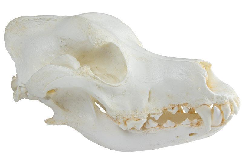 Schädel Haushund, Deutscher Schäferhund (Canis familiaris), VET2015 - Notemed Medizintechnik 