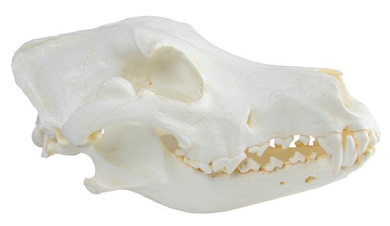 Schädel Haushund, Dogge (Canis familiaris), VET2020 - Notemed Medizintechnik 