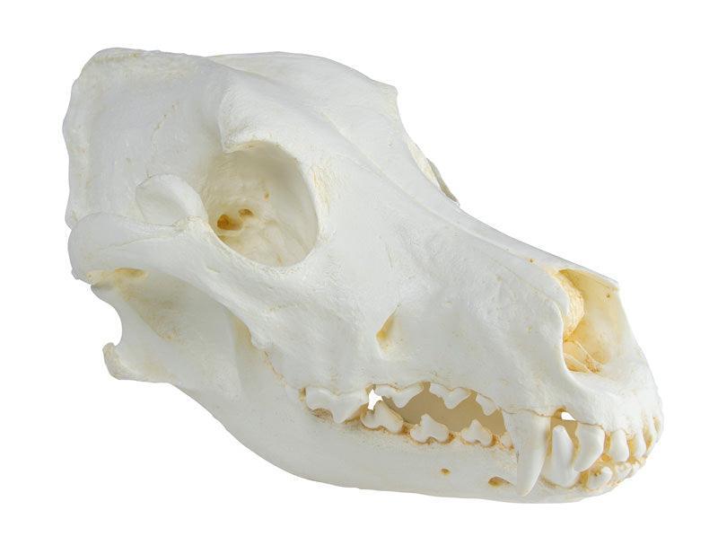 Schädel Haushund, Dogge (Canis familiaris), VET2020 - Notemed Medizintechnik 