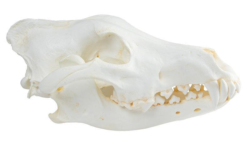 Schädel Wolf (Canis lupus), Alaska Wolf, VET2025 - Notemed Medizintechnik 