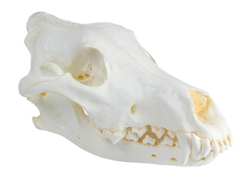 Schädel Wolf (Canis lupus), Alaska Wolf, VET2025 - Notemed Medizintechnik 