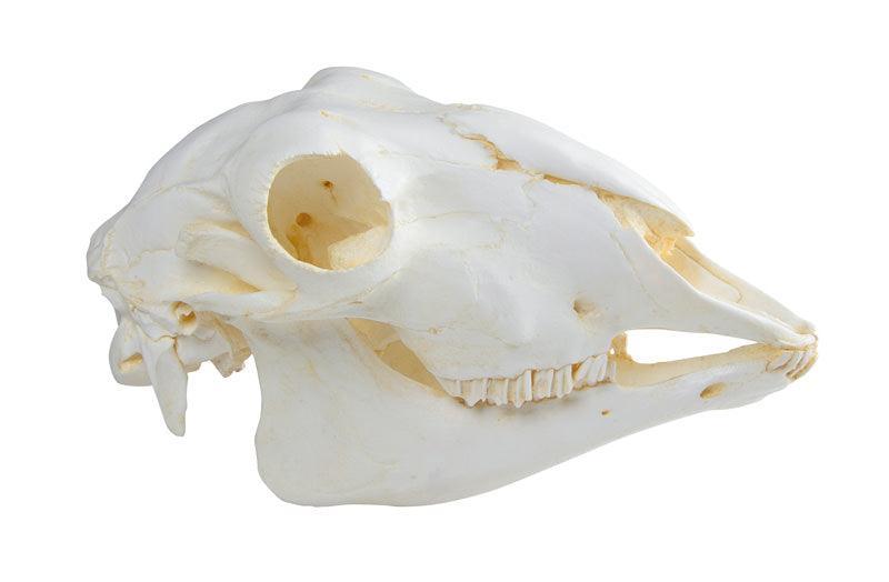 Schädel Hausschaf, weiblich (Ovis aries), VET2030 - Notemed Medizintechnik 