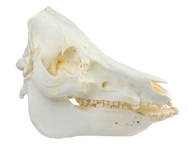 Schädel Hausschwein (Sus scrofa domesticus), VET2035 - Notemed Medizintechnik 