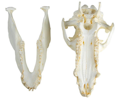 Schädel Hausschwein (Sus scrofa domesticus), VET2035 - Notemed Medizintechnik 