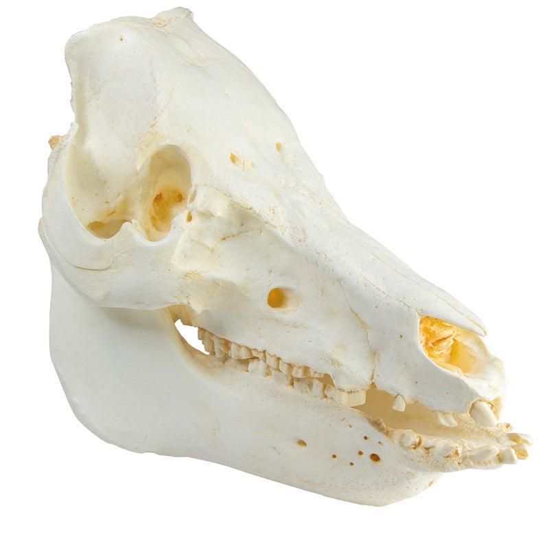 Schädel Hausschwein (Sus scrofa domesticus), VET2035 - Notemed Medizintechnik 