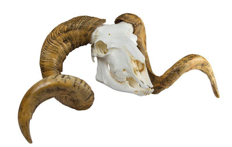 Schädel und Hörner Merinoschafbock (Ovis aries), VET2040 - Notemed Medizintechnik 