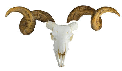 Schädel und Hörner Merinoschafbock (Ovis aries), VET2040 - Notemed Medizintechnik 