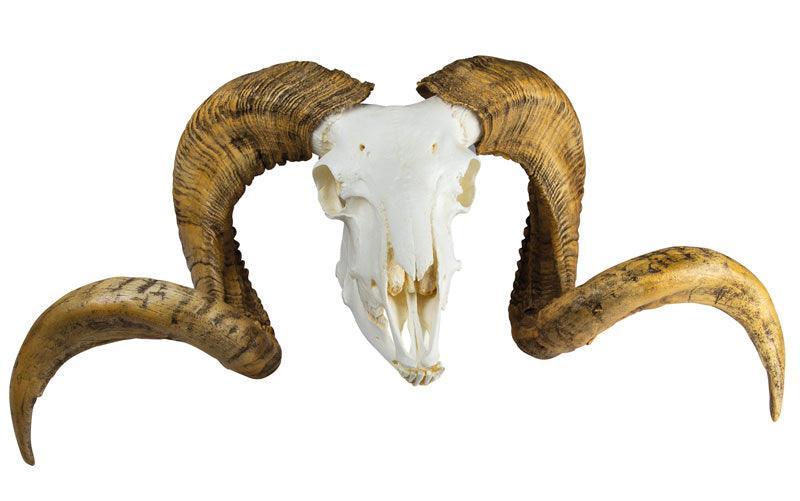 Schädel und Hörner Merinoschafbock (Ovis aries), VET2040 - Notemed Medizintechnik 