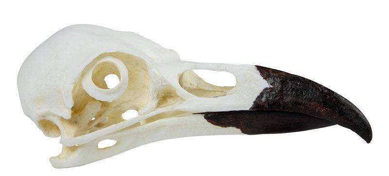 Schädel Kolkrabe (Corvus corax), VET2055 - Notemed Medizintechnik 