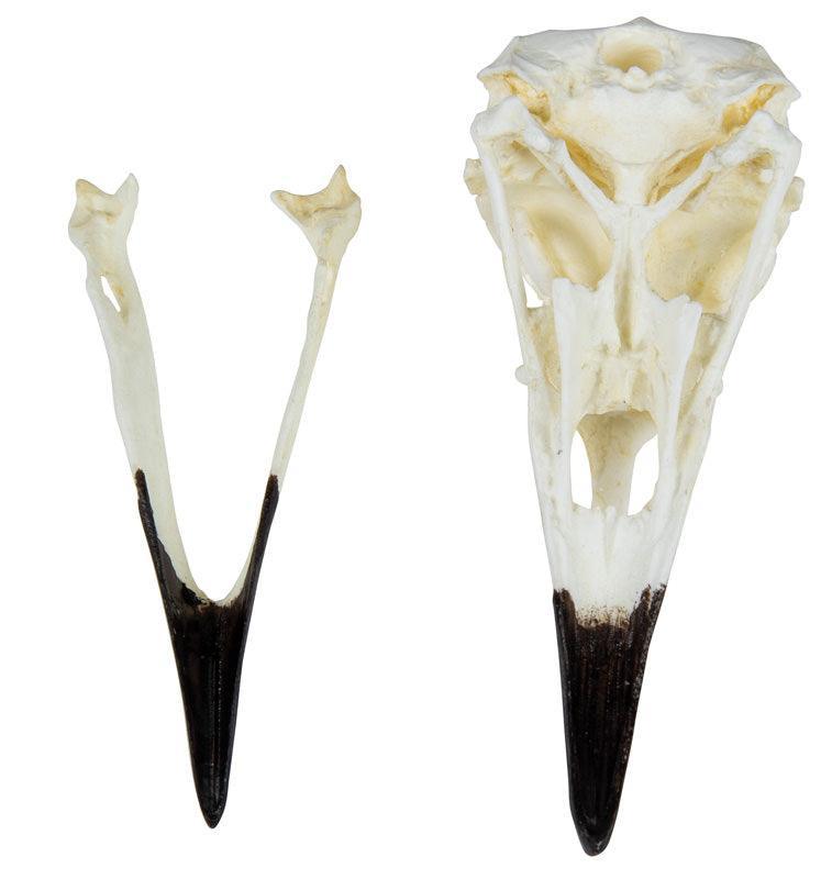Schädel Kolkrabe (Corvus corax), VET2055 - Notemed Medizintechnik 