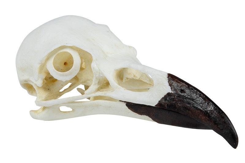 Schädel Kolkrabe (Corvus corax), VET2055 - Notemed Medizintechnik 