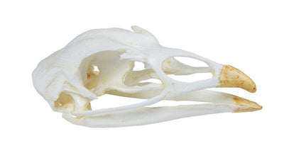Schädel Truthahn (Meleagris gallopavo), VET2070 - Notemed Medizintechnik 