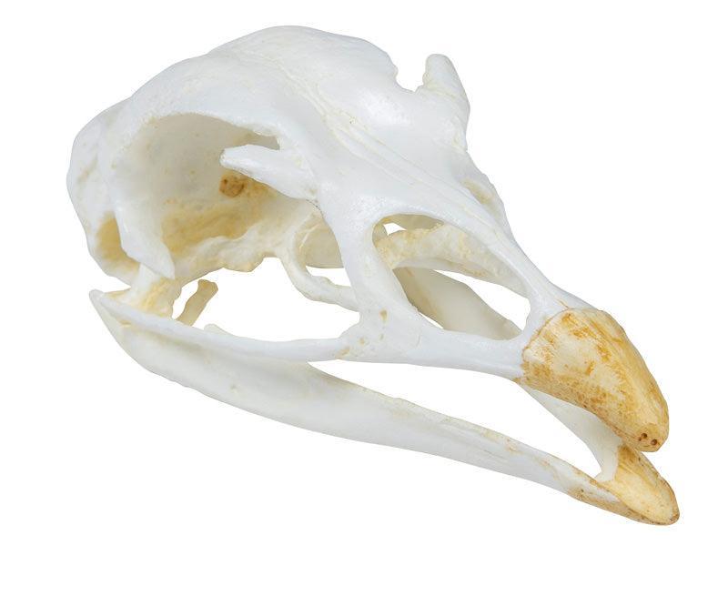 Schädel Truthahn (Meleagris gallopavo), VET2070 - Notemed Medizintechnik 