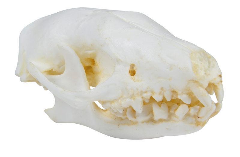 Schädel Igel (Erinaceus europaeus), VET2075 - Notemed Medizintechnik 