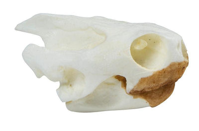 Schädel Schildkröte (Testudo sp.), VET2080 - Notemed Medizintechnik 