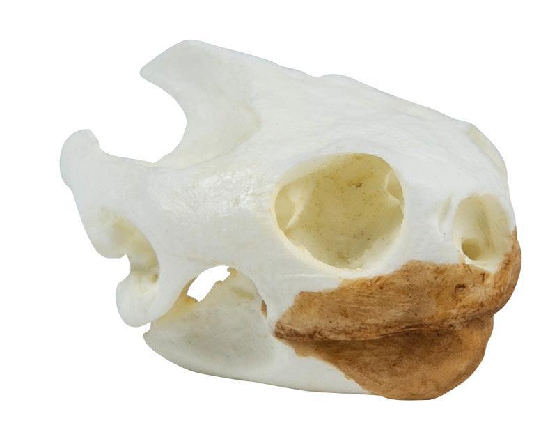 Schädel Schildkröte (Testudo sp.), VET2080 - Notemed Medizintechnik 