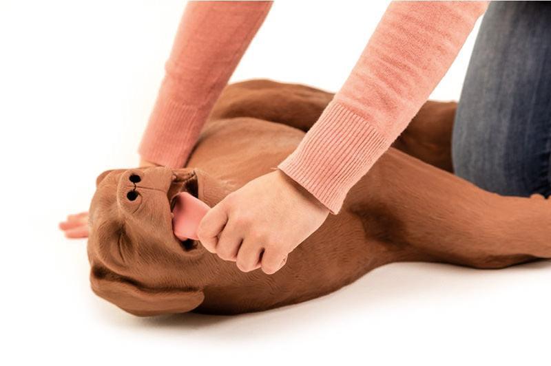 HLW Übungshund CasPeR, VET2500 - Notemed Medizintechnik 