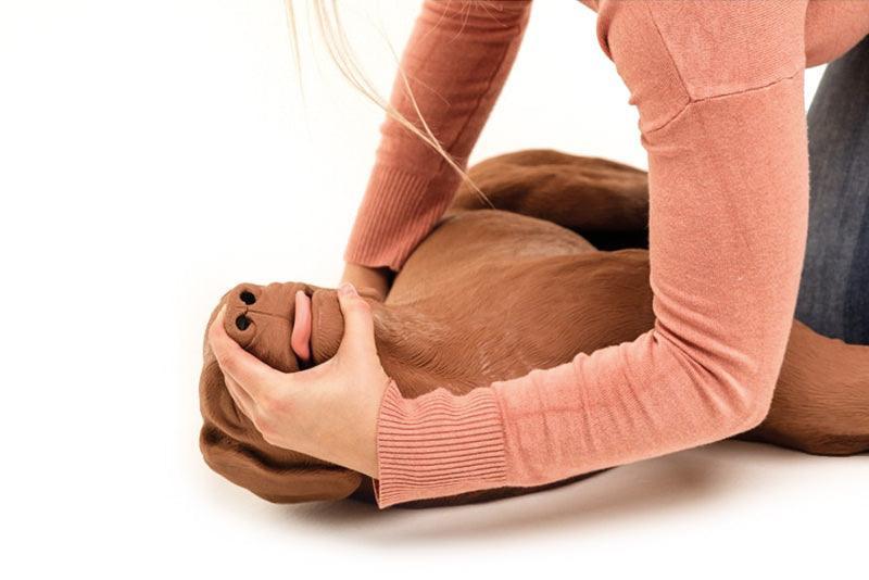 HLW Übungshund CasPeR, VET2500 - Notemed Medizintechnik 