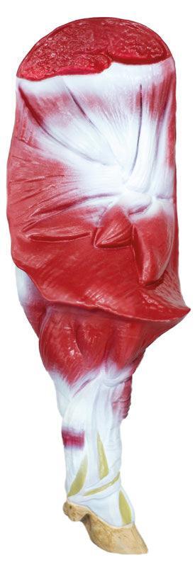 Didaktisches Schweinemodell, 20-teilig, 1/2 natürliche Größe, VET3320 - Notemed Medizintechnik 