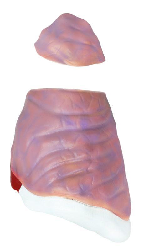 Didaktisches Schweinemodell, 20-teilig, 1/2 natürliche Größe, VET3320 - Notemed Medizintechnik 