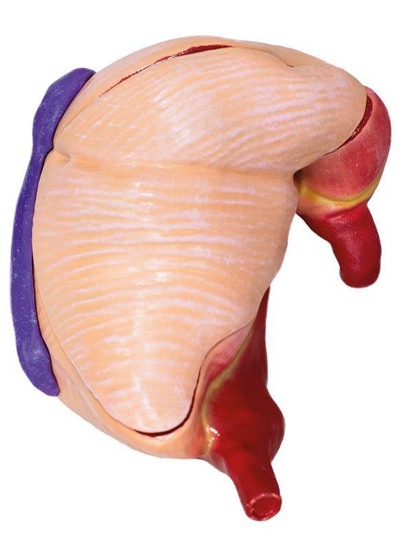Didaktisches Schweinemodell, 20-teilig, 1/2 natürliche Größe, VET3320 - Notemed Medizintechnik 