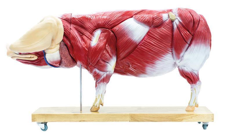 Didaktisches Schweinemodell, 20-teilig, 1/2 natürliche Größe, VET3320 - Notemed Medizintechnik 