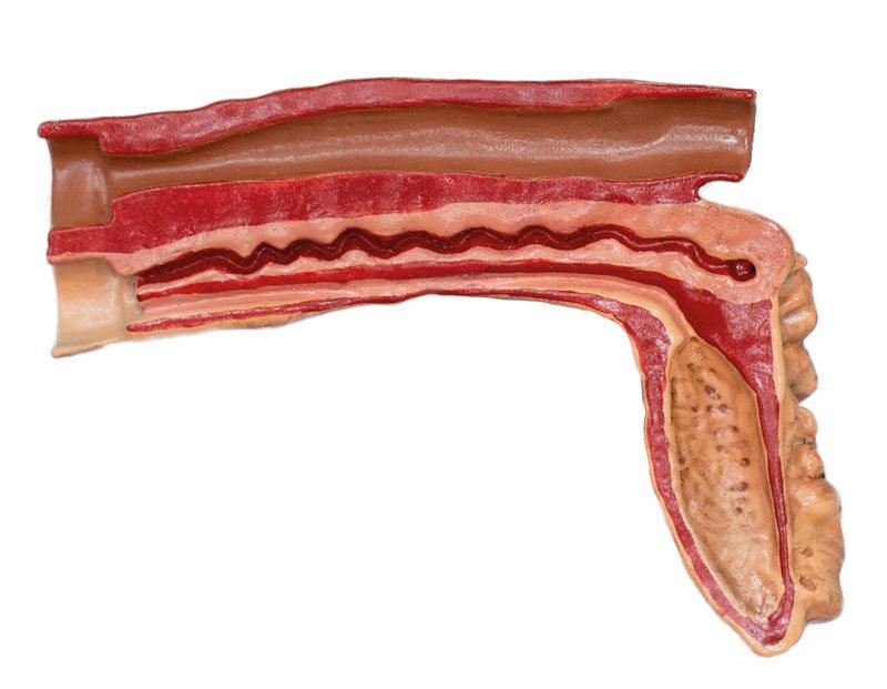 Didaktisches Schweinemodell, 20-teilig, 1/2 natürliche Größe, VET3320 - Notemed Medizintechnik 