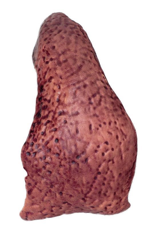Didaktisches Schweinemodell, 20-teilig, 1/2 natürliche Größe, VET3320 - Notemed Medizintechnik 