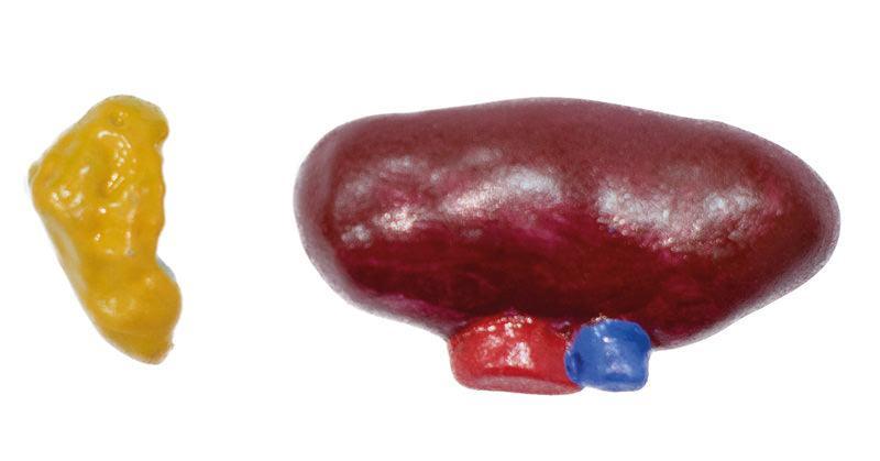 Didaktisches Schweinemodell, 20-teilig, 1/2 natürliche Größe, VET3320 - Notemed Medizintechnik 