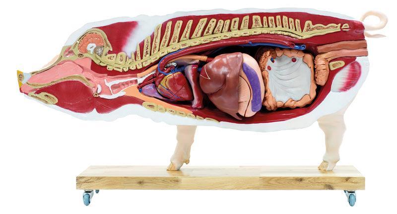 Didaktisches Schweinemodell, 20-teilig, 1/2 natürliche Größe, VET3320 - Notemed Medizintechnik 