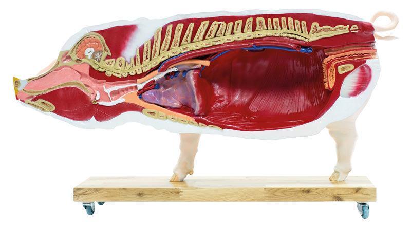 Didaktisches Schweinemodell, 20-teilig, 1/2 natürliche Größe, VET3320 - Notemed Medizintechnik 