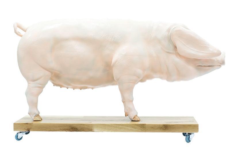 Didaktisches Schweinemodell, 20-teilig, 1/2 natürliche Größe, VET3320 - Notemed Medizintechnik 